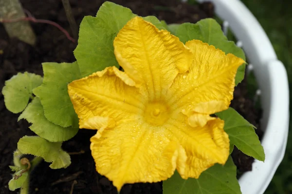 Yellow Flower Garden — Stock Photo, Image