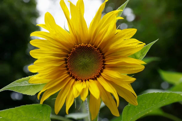 Žlutý Květ Slunečnice Rostoucí Farmě Zblízka — Stock fotografie