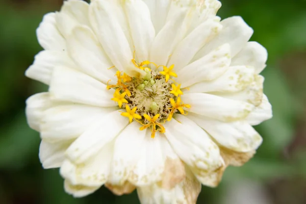 Közel Fehér Virág Kertben — Stock Fotó