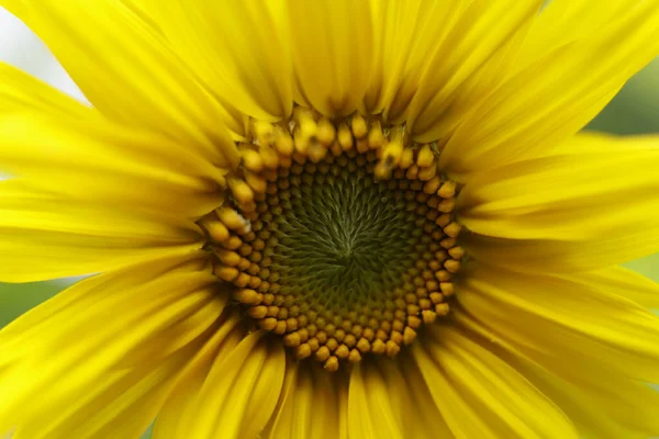 Schöne Sonnenblume Aus Nächster Nähe — Stockfoto