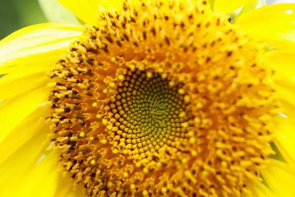 Schöne Sonnenblume Aus Nächster Nähe — Stockfoto