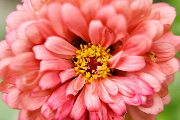 Gyönyörű Piros Dália Virágok Kertben Közel — Stock Fotó