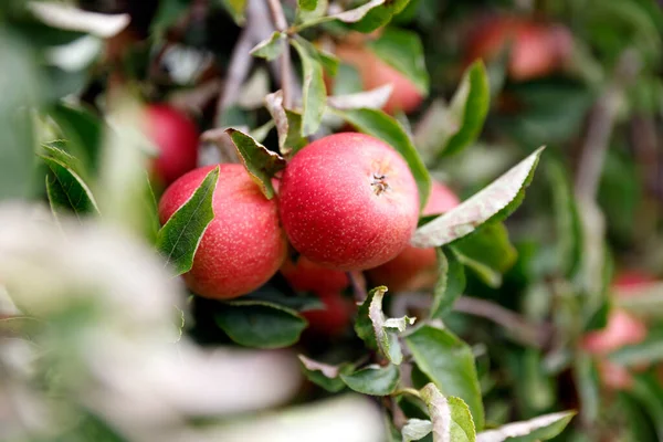 Reife Äpfel Den Zweigen Garten Stockfoto