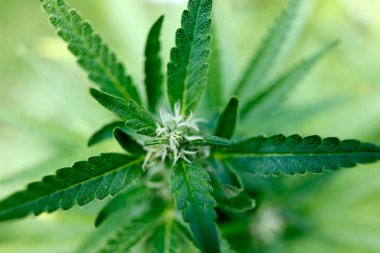 Esrar yaprakları, marihuana bitkileri