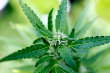 Bahçede yetişen kenevir bitkileri 