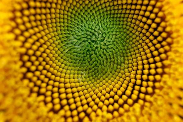 Nahaufnahme Von Schönen Gelben Sonnenblumen — Stockfoto