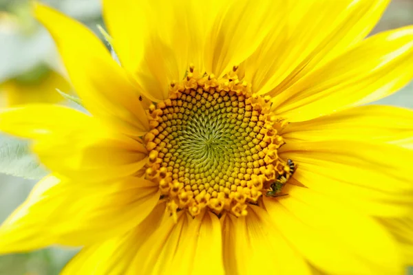 Zblízka Krásné Žluté Slunečnice — Stock fotografie