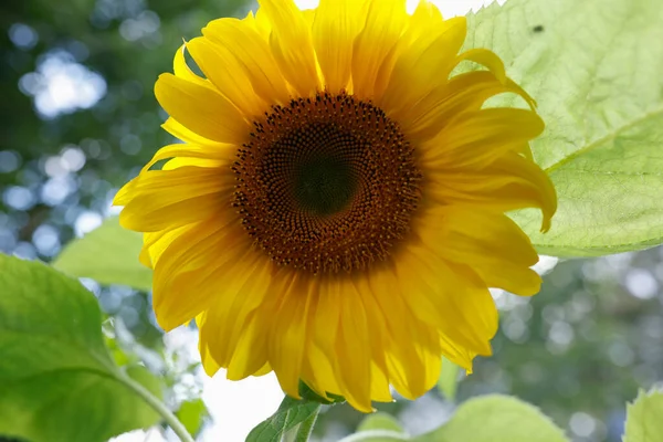 Krásné Slunečnice Létě — Stock fotografie