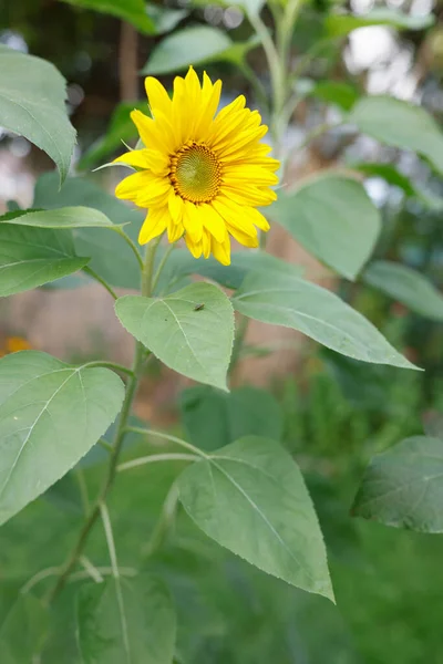 Yellow Sunflower Garden — Stock Photo, Image