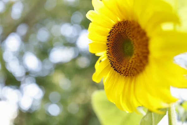 Žlutá Slunečnice Zblízka Letní Květina Přírodní Pozadí Zavřít — Stock fotografie