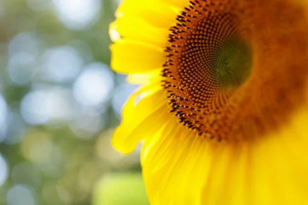 Gelbe Sonnenblumen Aus Nächster Nähe Schöne Blume — Stockfoto