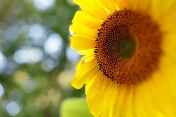 Krásné Žluté Slunečnice Zahradě — Stock fotografie