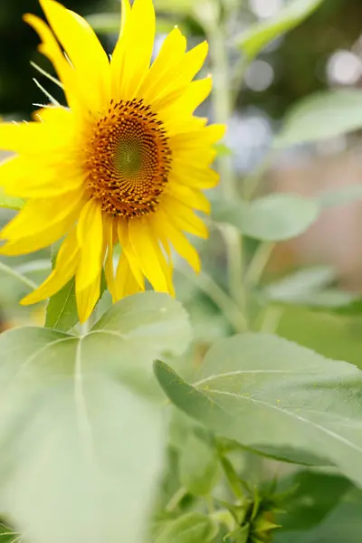Beautiful Sunflower Garden — Stock Photo, Image