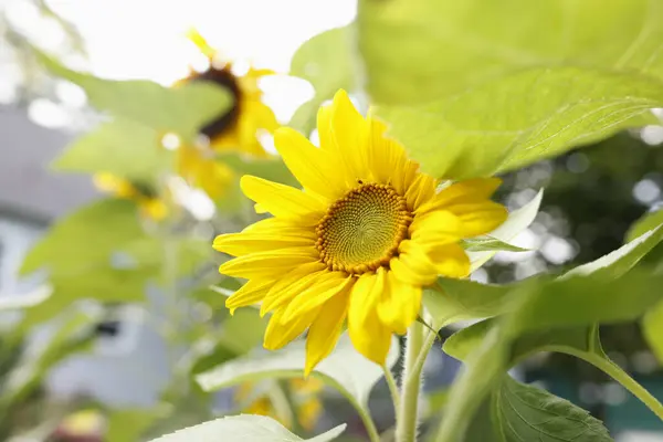 Belos Girassóis Amarelos Jardim — Fotografia de Stock