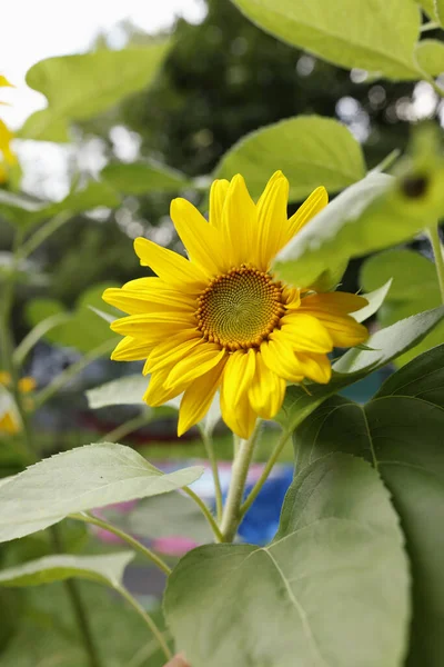Belle Fleur Jaune Dans Jardin — Photo