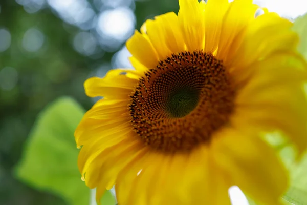 Krásná Slunečnice Poli — Stock fotografie