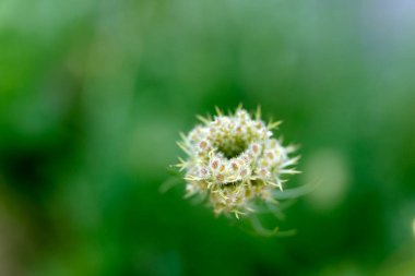 Güzel botanik fotoğrafı, doğal duvar kağıdı.
