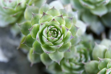 Doğadaki yeşil sulu bitkilerin yakın görüntüsü