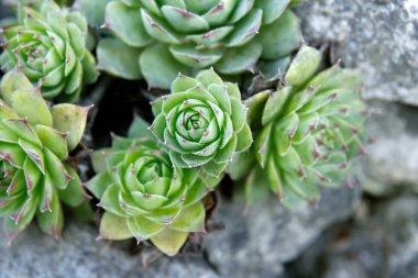 yeşil sulu bitkiler, botanik bahçesi 