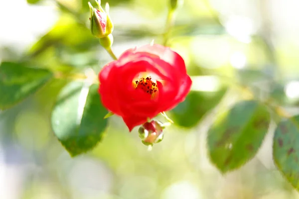 Beautiful Rose Flower Nature — Stock Photo, Image