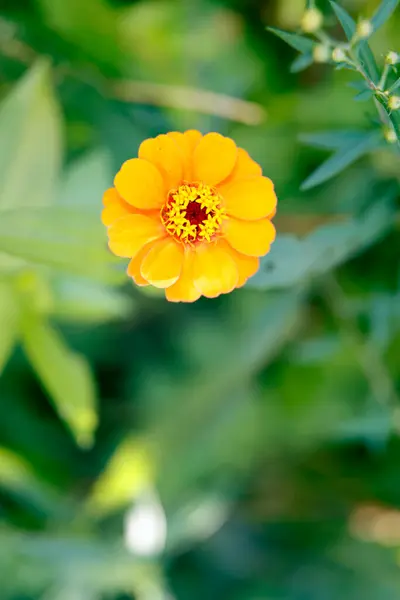 Orange Marigold Garden — Stock Photo, Image