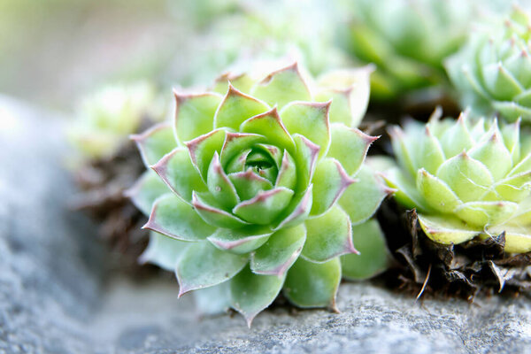 close-up view of green succulent plants in nature