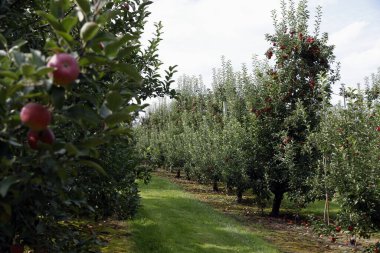 Meyve bahçesindeki ağaçlarda kırmızı elmalar 