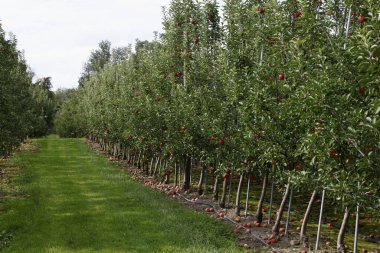 Meyve bahçesindeki ağaçlarda kırmızı elmalar 