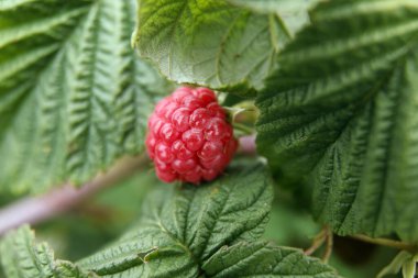 Bahçedeki ahududu ağacını kapat.