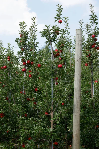 Red Apples Trees Orchard — Stock Photo, Image