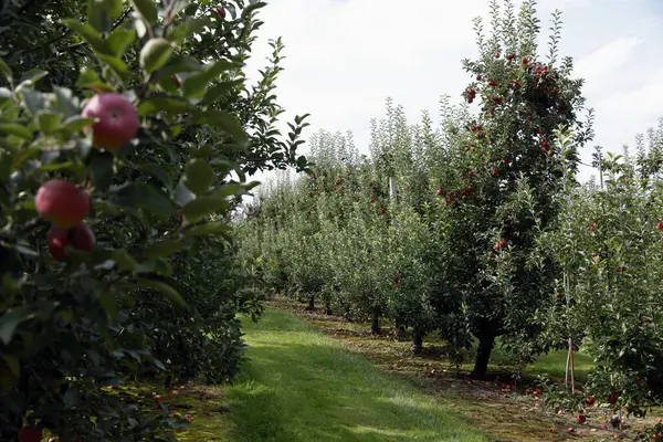 Meyve bahçesindeki ağaçlarda kırmızı elmalar 