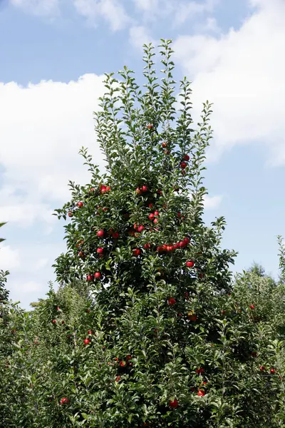 Rode Appels Bomen Boomgaard — Stockfoto