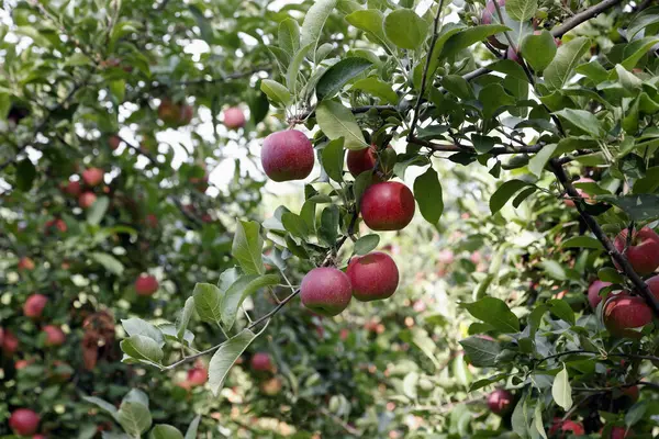 Rode Appels Boomtakken Tuin — Stockfoto