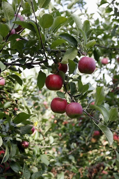 Bahçedeki ağaçların dallarında olgunlaşmış kırmızı elmalar 