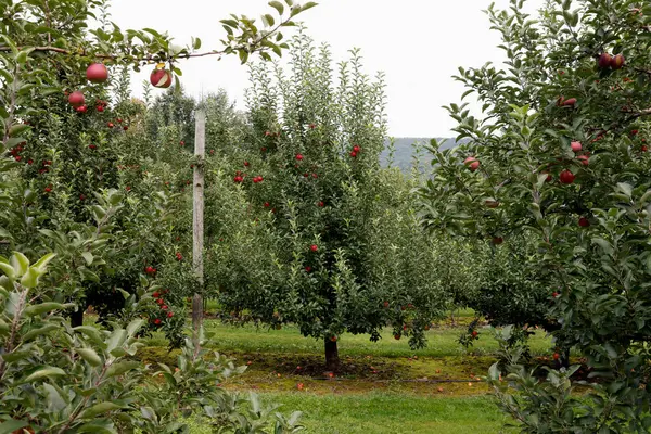 Äpfel Auf Bäumen Obstgarten — Stockfoto
