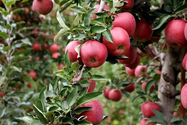 Widok Bliska Czerwone Jabłka Ogrodzie — Zdjęcie stockowe