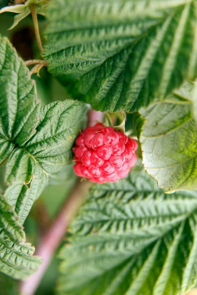 Bahçede yeşil yapraklı olgun ahududular