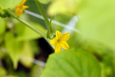 Serada çiçek açan salatalıklar