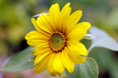 Doğadaki güzel ayçiçeği, kapat