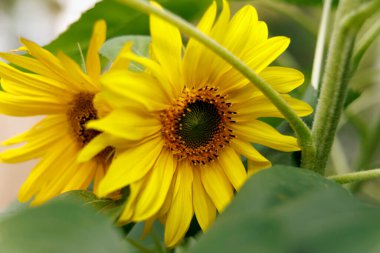 Bahçedeki güzel ayçiçeklerini kapat..