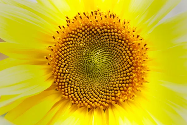 Макро Фото Жовтого Соняшника — стокове фото