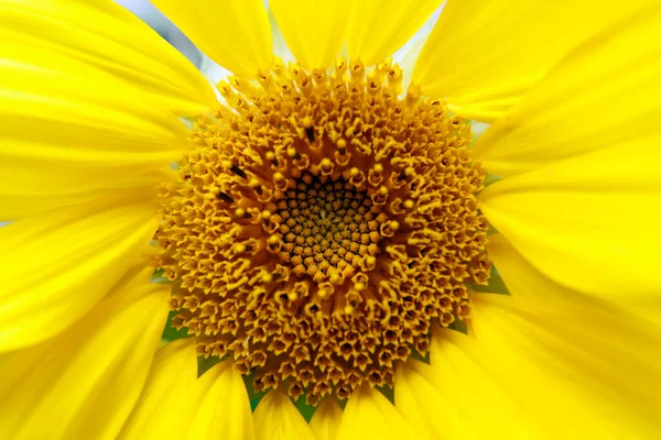 Nahaufnahme Einer Schönen Sonnenblume Garten — Stockfoto