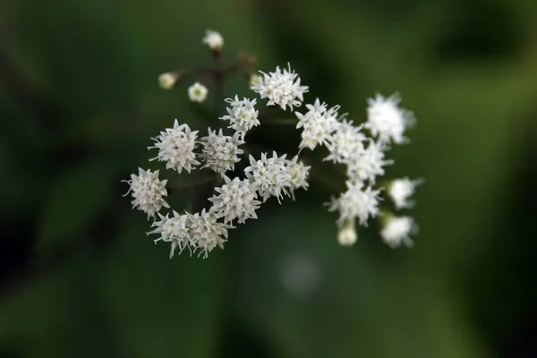 Horní Pohled Bílé Květy Rozmazaném Pozadí — Stock fotografie