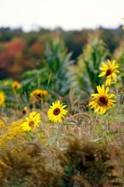 Bahçede güzel ayçiçekleri