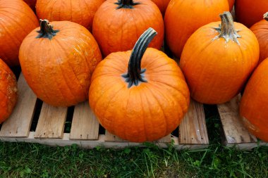 Piyasada bir sürü portakal kabağı var.