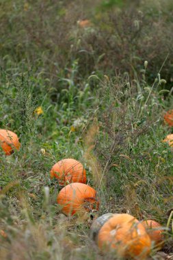 Çiftlikteki olgun sarı balkabakları