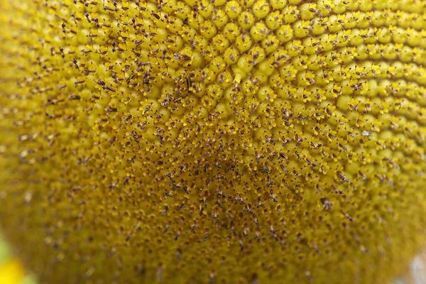 Yellow Sunflower Seeds — Stock Photo, Image