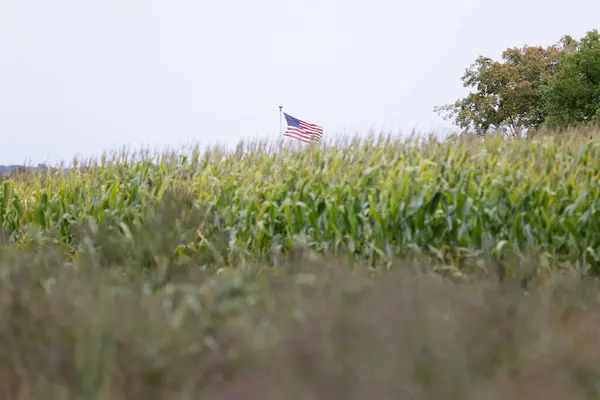 Bandiera Americana Con Mais Nel Campo — Foto Stock