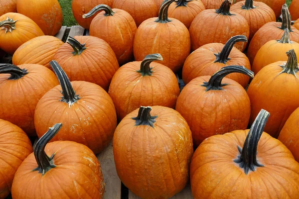Orange Pumpkins Halloween Market — Stock Photo, Image