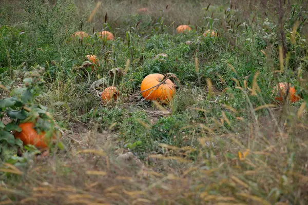 Yellow Pumpkins Field — Stock Photo, Image